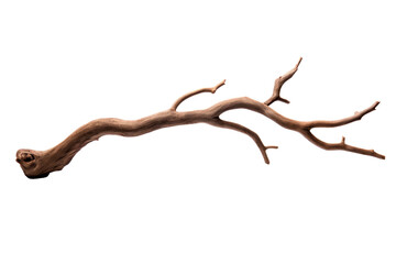 Dry tree branch isolated on transparent background.