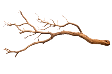 Dry tree branch isolated on transparent background.