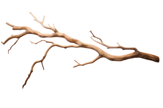 Dry tree branch isolated on transparent background.