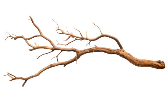 Dry tree branch isolated on transparent background.