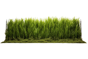 Grass field isolated on a transparent background. - obrazy, fototapety, plakaty