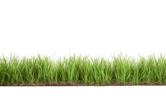 Grass field isolated on a transparent background.