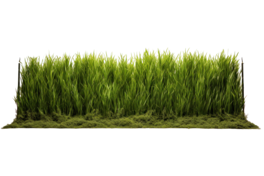 Grass field isolated on a transparent background.