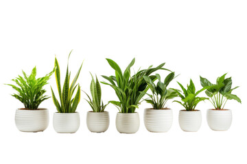 Obraz premium Indoor house plants in ceramic pots isolated on a transparent background.
