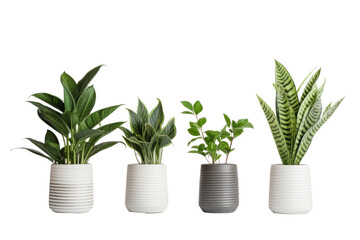 Obraz premium Indoor house plants in ceramic pots isolated on a transparent background.