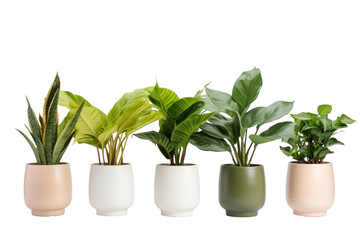 Indoor house plants in ceramic pots isolated on a transparent background.