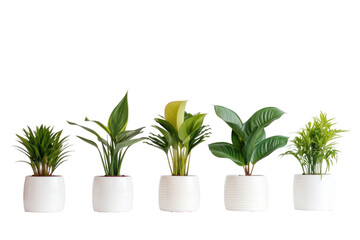 Indoor house plants in ceramic pots isolated on a transparent background.