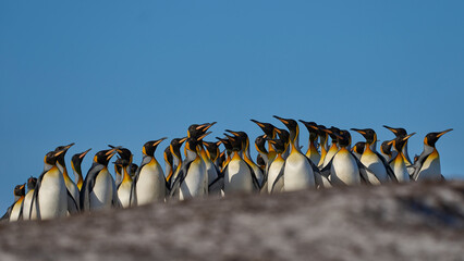 King Penguins (Aptenodytes patagonicus) walking across grassland at Volunteer Point in the Falkland Islands. 