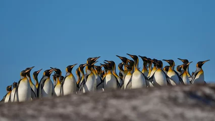 Foto auf Acrylglas King Penguins (Aptenodytes patagonicus) walking across grassland at Volunteer Point in the Falkland Islands.  © JeremyRichards