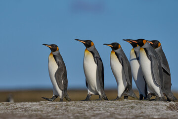 King Penguins (Aptenodytes patagonicus) walking across grassland at Volunteer Point in the Falkland Islands. 
