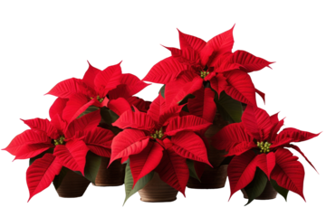 Poinsettias flowers isolated on a transparent background.