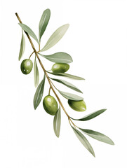 Watercolor illustration of green oliva branch on white