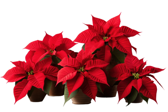 Poinsettias flowers isolated on a transparent background.