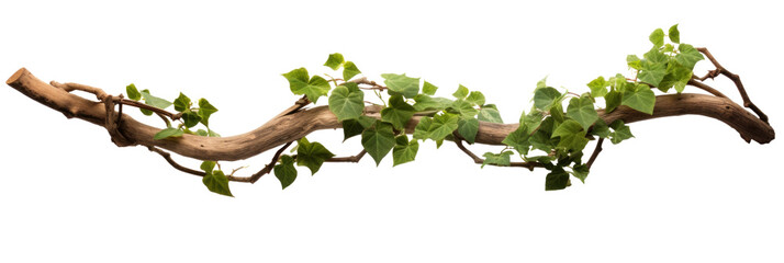 Twisted branch with ivy growing isolated on a transparent background. - obrazy, fototapety, plakaty