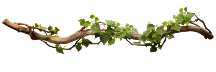 Foto op Canvas Twisted branch with ivy growing isolated on a transparent background. © tong2530