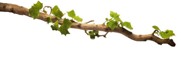 Twisted branch with ivy growing isolated on a transparent background.