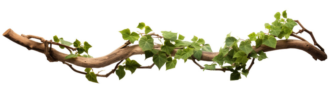 Twisted branch with ivy growing isolated on a transparent background.