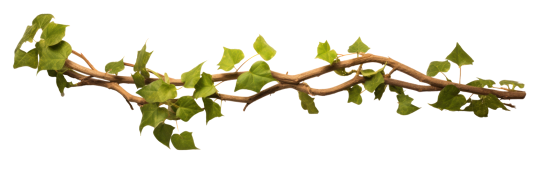 Twisted branch with ivy growing isolated on a transparent background.