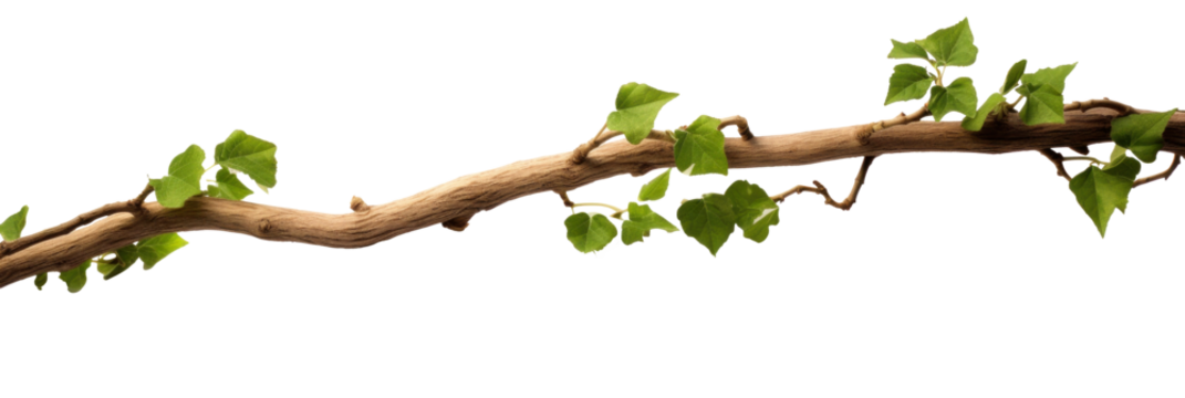 Twisted branch with ivy growing isolated on a transparent background.