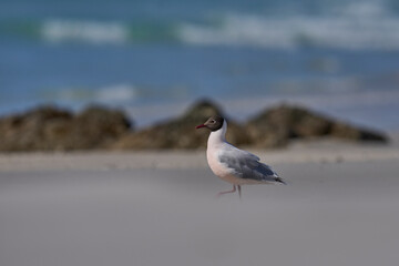 Brown-hooded Gull (Larus maculipennis) showing distinctive pink colouration on the coast at...