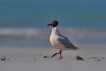 Brown-hooded Gull (Larus maculipennis) showing distinctive pink colouration on the coast at...