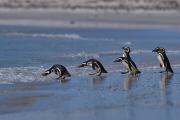 Group of Magellanic Penguins (Spheniscus magellanicus) going to sea at Volunteer Point in the Falkland Islands.