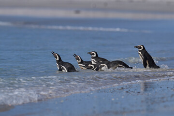 Fototapeta premium Group of Magellanic Penguins (Spheniscus magellanicus) going to sea at Volunteer Point in the Falkland Islands.