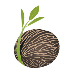 Sprout of pong pong othalanga Cerbera odollam on a white background.