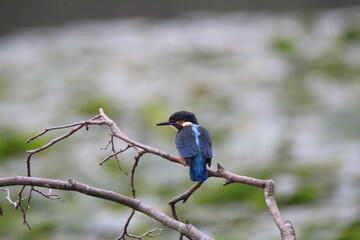 Eisvogel (Alcedo atthis)