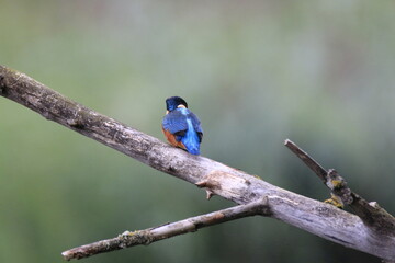 Eisvogel (Alcedo atthis)