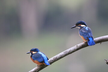 Eisvogel (Alcedo atthis)