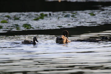 Stockente (Anas platyrhynchos)