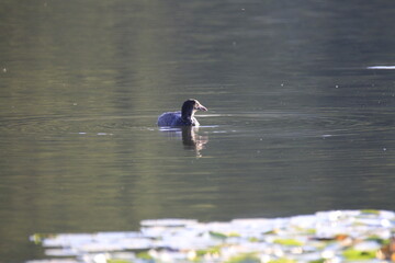Graureiher (Ardea cinerea)