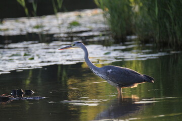 Graureiher (Ardea cinerea)
