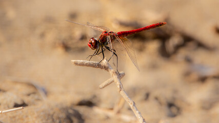 red dragonfly on a branch