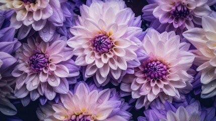 Beautiful purple dahlia flower with water drops. Springtime Concept. Mothers Day Concept with a Copy Space. Valentine's Day.