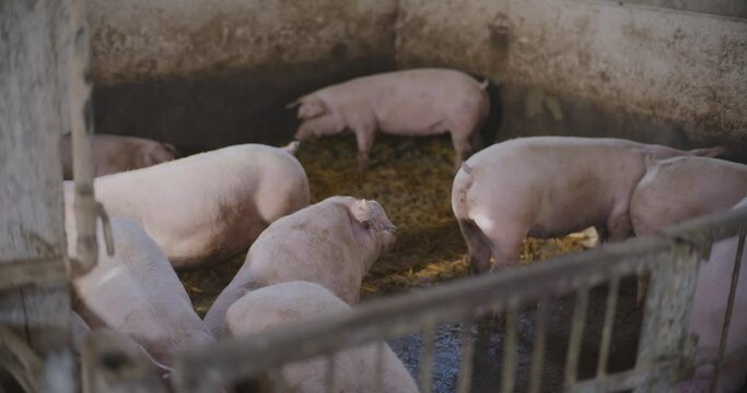 Pigs At Livestock Farm Group Of Piglets Swine Pigs on livestock farm Pig farming