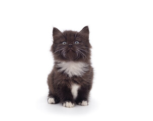 One little black kitten sitting.