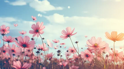Fotobehang Vintage landscape of cosmos flower field on sky with sunlight in spring. low angle © JuJamal