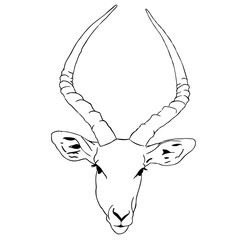 The impala or rooibok (Aepyceros melampus) is a medium-sized antelope 