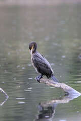 Kormoran (Phalacrocorax carbo)