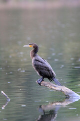 Kormoran (Phalacrocorax carbo)