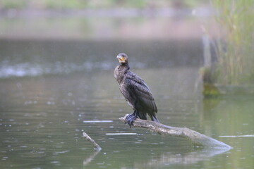 Kormoran (Phalacrocorax carbo)