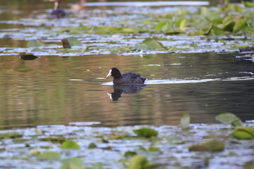 Blässhuhn (Fulica atra)