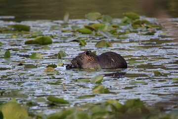 Nutria (Myocastor coypus)