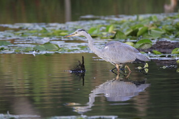 Graureiher (Ardea cinerea)