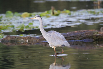 Graureiher (Ardea cinerea)