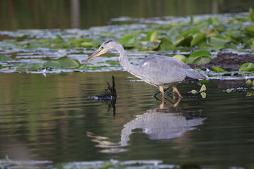 Graureiher (Ardea cinerea)