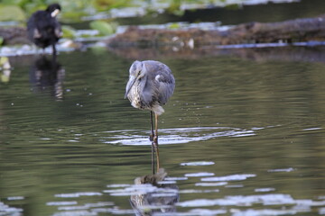Graureiher (Ardea cinerea)
