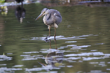 Graureiher (Ardea cinerea)